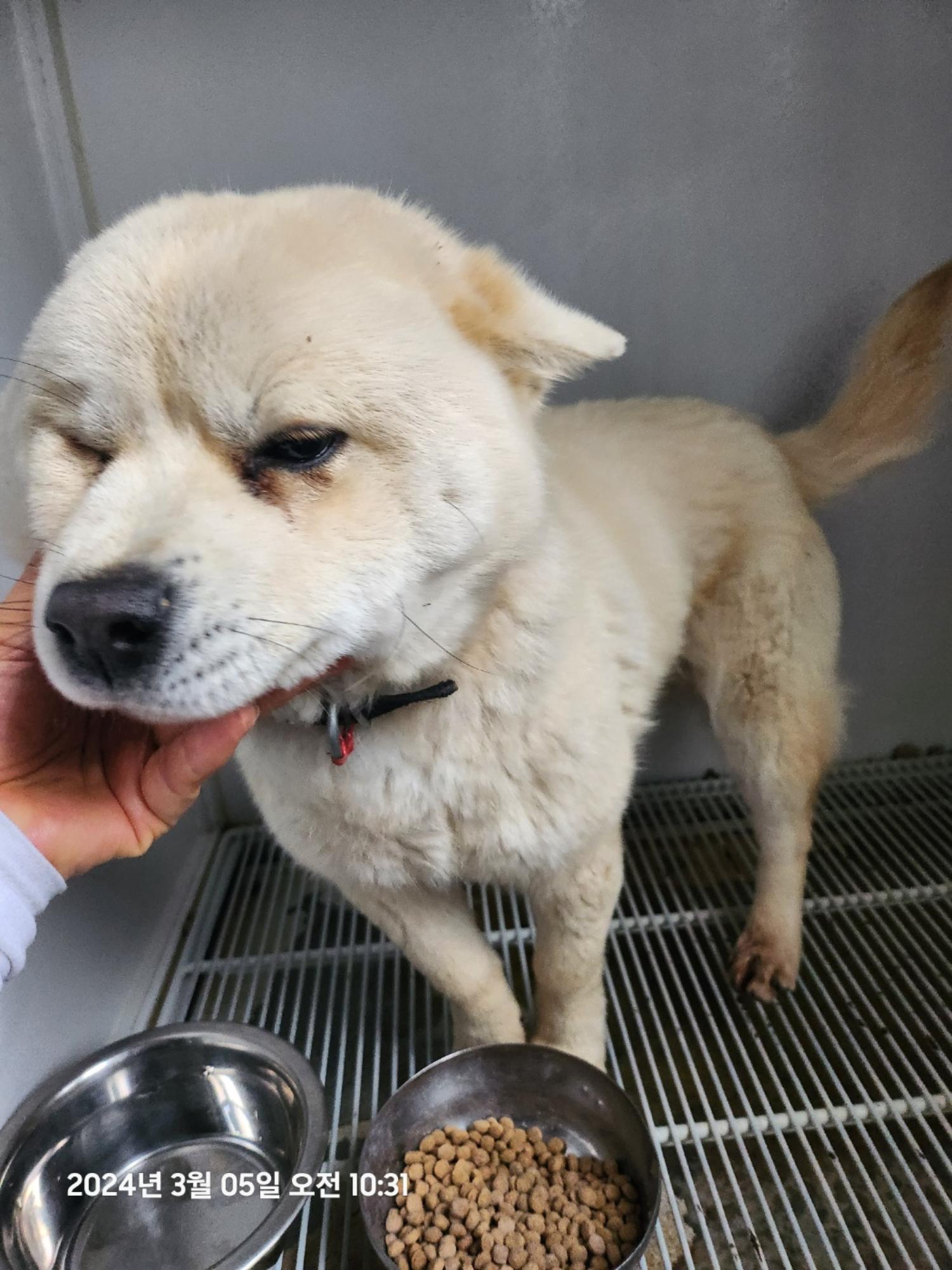 울산유기동물보호센터_431373202400110